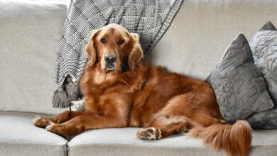 First-time Dog Owner Guide