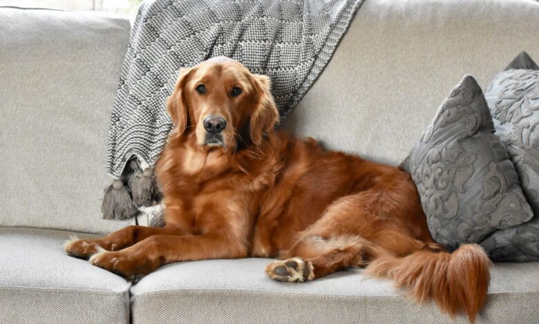 First-time Dog Owner Guide